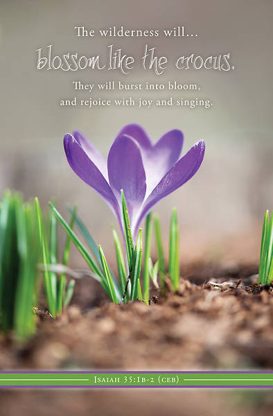 Picture of The Wilderness will Blossom Spring Regular Size Bulletin