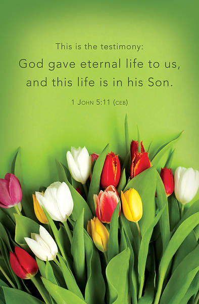 Picture of Word Alive Weekly Bulletin without Message-Week 19, Regular Size (Package of 25)