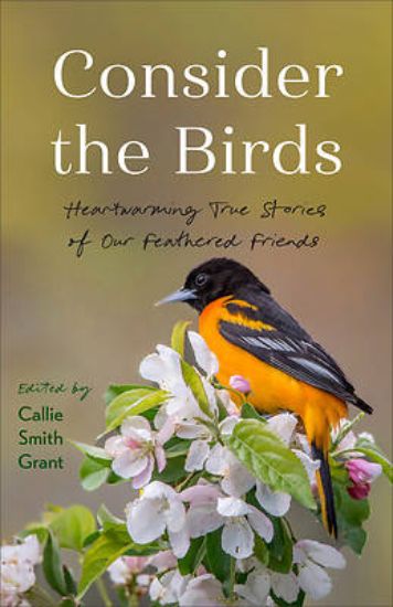 Picture of Consider the Birds