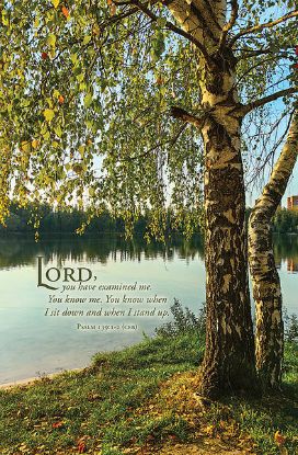 Picture of Word Alive! Weekly Bulletin without Message-Week 29, Letter Size (Package of 25)